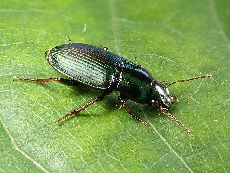 Carabidae: Harpalus distinguendus